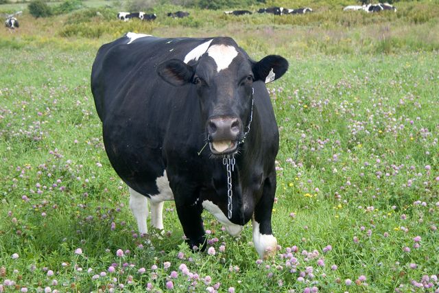 la vache