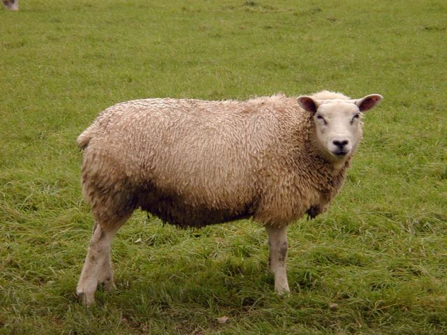 das Schaf