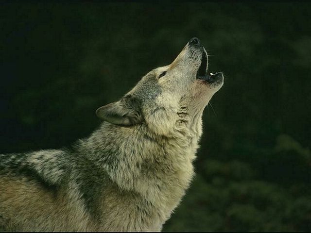 der Wolf