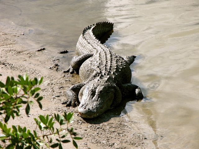 krokodýl