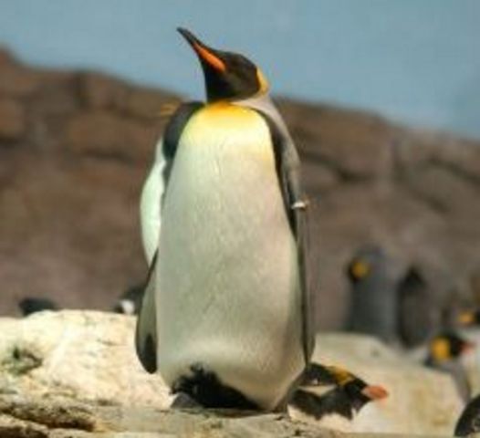 пингвин