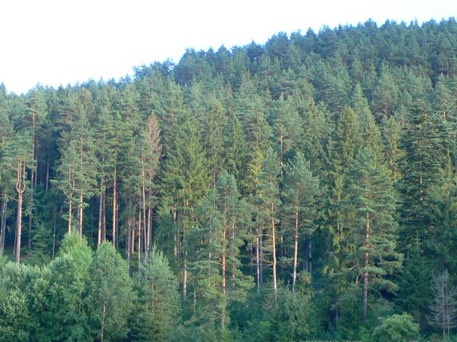 лес 