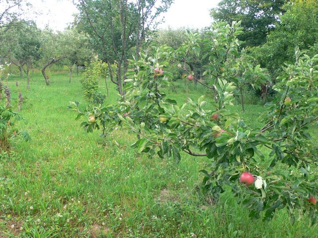 orchard