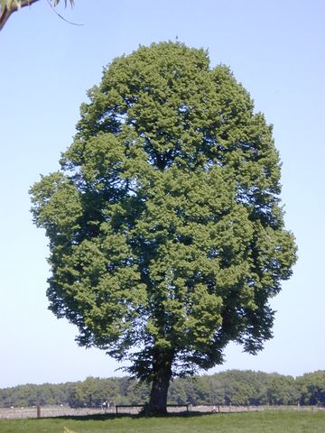 дерево 