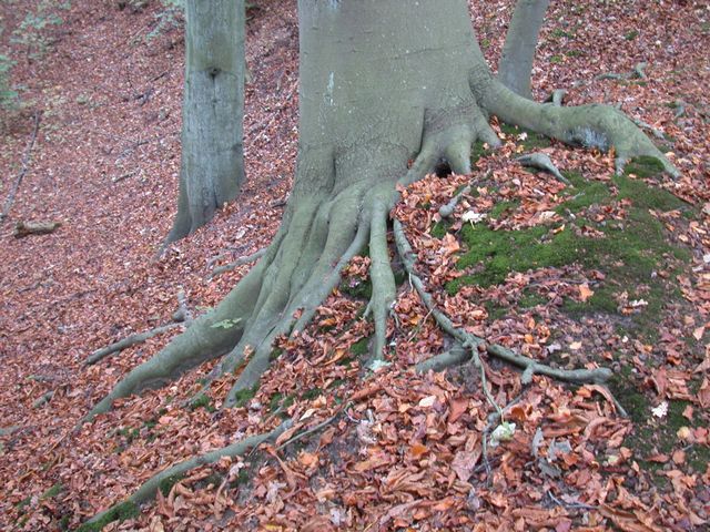 raízes