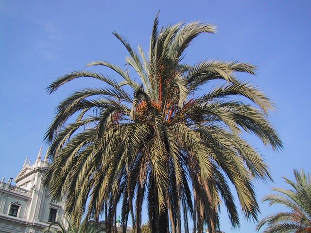 palmier 